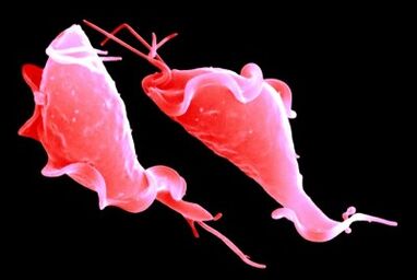 parasitos tricomonase protozoarios