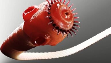 tipos de parasitos no corpo humano